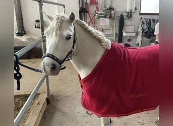 Galés-A, Caballo castrado, 10 años, 115 cm, Tordo