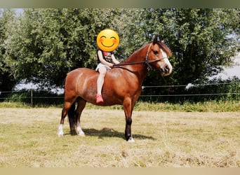 Galés-A, Caballo castrado, 10 años, 116 cm, Castaño