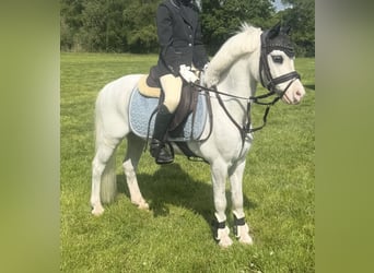 Galés-A, Caballo castrado, 10 años, 116 cm, Tordo