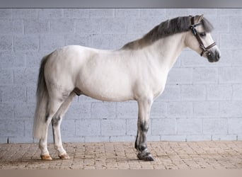 Galés-A, Caballo castrado, 10 años, 119 cm, Tordo