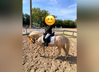 Galés-A, Caballo castrado, 10 años, 121 cm, Palomino