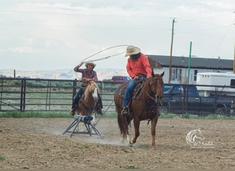 Galés-A Mestizo, Caballo castrado, 10 años, 122 cm, Ruano alazán