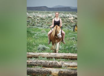 Galés-A Mestizo, Caballo castrado, 10 años, 122 cm, Ruano alazán