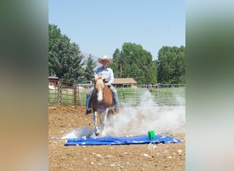 Galés-A Mestizo, Caballo castrado, 10 años, 122 cm, Ruano alazán