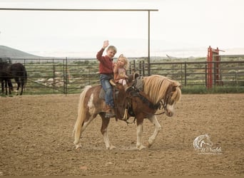 Galés-A Mestizo, Caballo castrado, 10 años, 122 cm, Ruano alazán