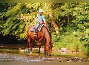 Galés-A, Caballo castrado, 11 años, 127 cm, Castaño rojizo