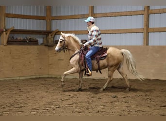 Galés-A, Caballo castrado, 11 años, 135 cm, Palomino