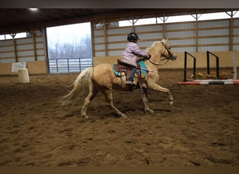 Galés-A, Caballo castrado, 11 años, 135 cm, Palomino