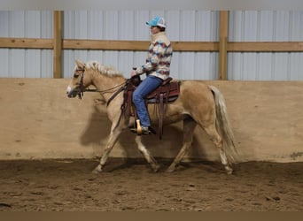 Galés-A, Caballo castrado, 11 años, 135 cm, Palomino