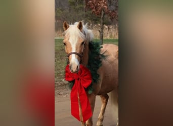 Galés-A, Caballo castrado, 11 años, 135 cm, Palomino