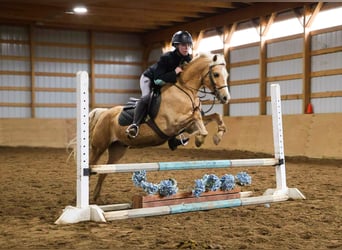 Galés-A, Caballo castrado, 11 años, 135 cm, Palomino