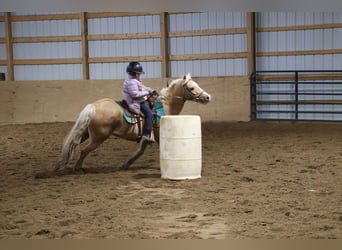 Galés-A, Caballo castrado, 11 años, 135 cm, Palomino