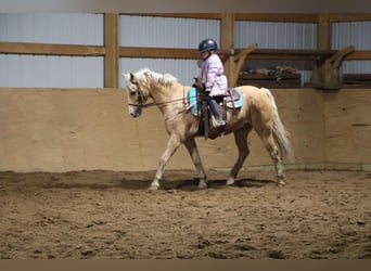 Galés-A, Caballo castrado, 11 años, 135 cm, Palomino