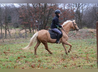 Galés-A, Caballo castrado, 11 años, 135 cm, Palomino