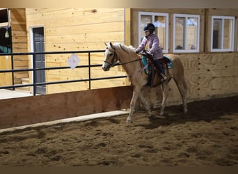 Galés-A, Caballo castrado, 11 años, 135 cm, Palomino