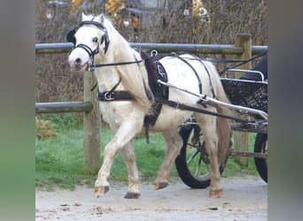 Galés-A, Caballo castrado, 12 años, 116 cm, Tordo