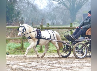 Galés-A, Caballo castrado, 12 años, 116 cm, Tordo