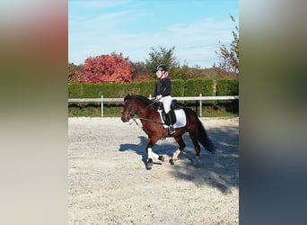 Galés-A, Caballo castrado, 12 años, 119 cm, Castaño