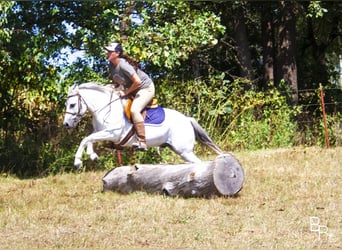 Galés-A, Caballo castrado, 12 años, 122 cm, Tordo