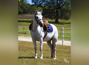 Galés-A, Caballo castrado, 12 años, 122 cm, Tordo