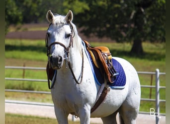 Galés-A, Caballo castrado, 12 años, 122 cm, Tordo