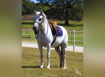 Galés-A, Caballo castrado, 12 años, 122 cm, Tordo