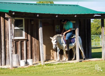 Galés-A, Caballo castrado, 12 años, 122 cm, Tordo