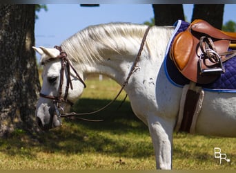 Galés-A, Caballo castrado, 12 años, 122 cm, Tordo