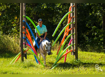 Galés-A, Caballo castrado, 12 años, 122 cm, Tordo