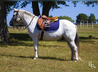 Galés-A, Caballo castrado, 12 años, 122 cm, Tordo