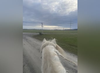 Galés-A, Caballo castrado, 12 años, 127 cm, Tordo