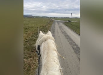 Galés-A, Caballo castrado, 12 años, 127 cm, Tordo