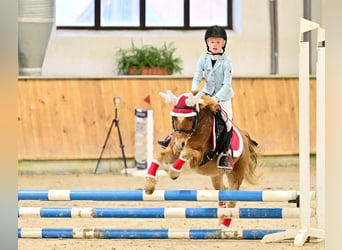 Galés-A, Caballo castrado, 13 años, 117 cm, Alazán