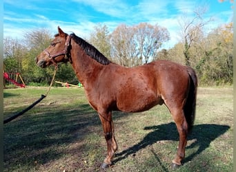 Galés-A Mestizo, Caballo castrado, 13 años, 125 cm, Alazán