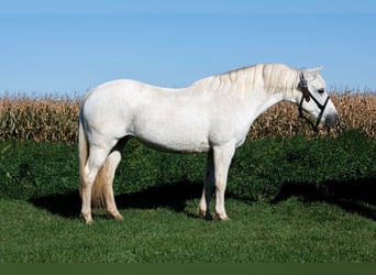 Galés-A, Caballo castrado, 13 años, 132 cm, Tordo