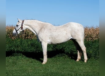 Galés-A, Caballo castrado, 13 años, 132 cm, Tordo