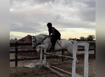 Galés-A, Caballo castrado, 13 años, 132 cm, Tordo