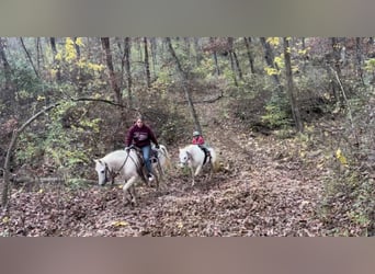 Galés-A, Caballo castrado, 13 años, 132 cm, Tordo