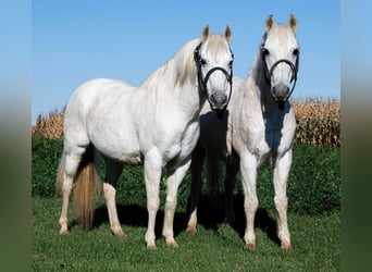 Galés-A, Caballo castrado, 13 años, 132 cm, Tordo