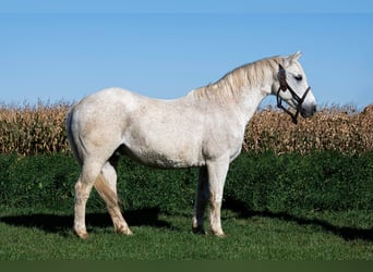 Galés-A, Caballo castrado, 13 años, 132 cm, Tordo