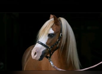 Galés-A, Caballo castrado, 14 años, 115 cm, Alazán