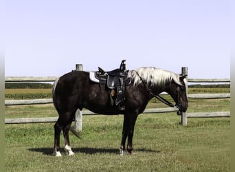 Galés-A, Caballo castrado, 14 años, 122 cm