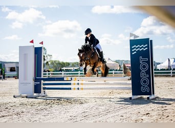 Galés-A, Caballo castrado, 14 años, 129 cm, Castaño rojizo