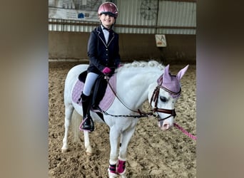 Galés-A, Caballo castrado, 15 años, 115 cm, Tordo