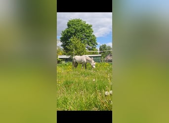 Galés-A, Caballo castrado, 15 años, 117 cm, Tordo