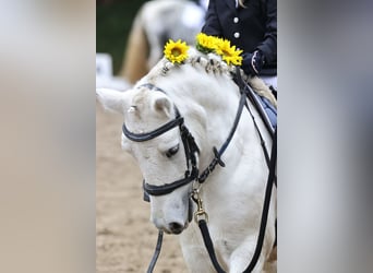 Galés-A Mestizo, Caballo castrado, 15 años, 120 cm, Tordo