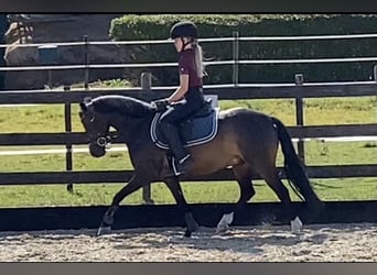 Galés-A, Caballo castrado, 15 años, 124 cm, Morcillo