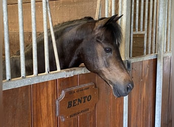 Galés-A, Caballo castrado, 15 años, 124 cm, Morcillo