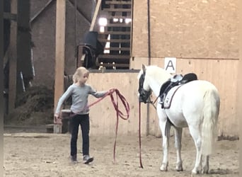 Galés-A, Caballo castrado, 15 años, 124 cm, Tordo