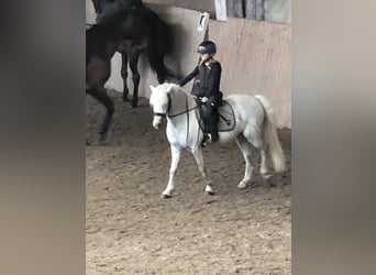 Galés-A, Caballo castrado, 15 años, 124 cm, Tordo